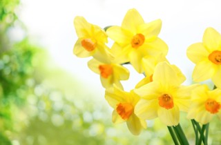 Fiori primaverili gialli: 4 piante per illuminare la terrazza