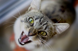 10 motivi per cui il gatto si arrabbia