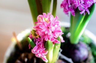 Fiori primaverili profumati: quali sono i più belli