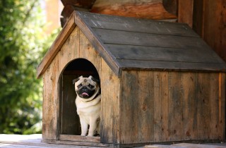 Cucce per cani piccoli, consigli per costruirle