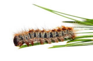 Processionaria e cani: tutto quello che devi sapere