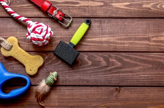 Accessori per cani: quali sono gli indispensabili da avere in casa