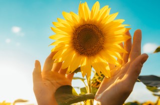 Frasi sui girasoli: le più belle da condividere con gli amici