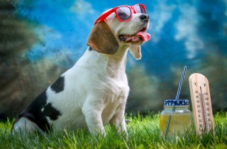 Come rinfrescare il cane quando c'è caldo torrido