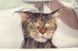 Bagnetto ai gatti, è necessario o superfluo?