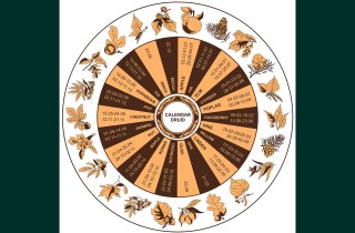 Oroscopo celtico: scopri qual è il tuo albero guida