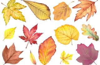 Foglie autunnali da stampare per decoupage e decorazioni fai da te