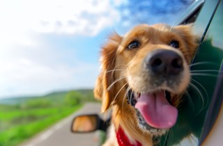 Cane in auto: come rendere il viaggio in macchina senza stress per Fido