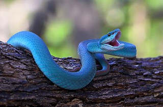 Sognare un serpente che morde è sempre un brutto segno?