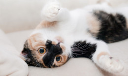 festa del gatto, 17 febbraio, origine Italia