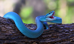 Sognare un serpente che morde