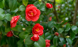 camelia secca, camelia secca cosa fare