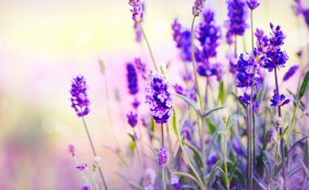 finocchio salute dieta verdura