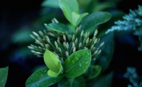 La terra per il rinvaso