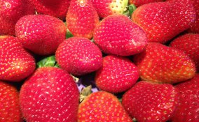 fragola proprietà primizia frutto rosso 