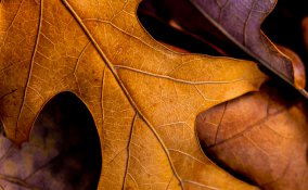 foglie secche compost terriccio autunno giardino concimazione 