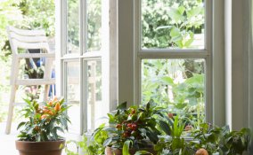 piante arredo casa bagno colore interno 