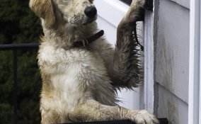 porte maniglie ottone plastica sporco polvere macchie 