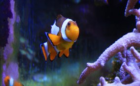 acquario pulizia batteri pesci animali cibo acqua benessere salute vetri alghe 