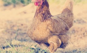 gallina allevamento rifiuti riciclo uova smaltimento umido 