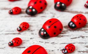 coccinelle decorazione decoupage