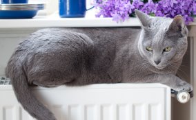 termosifoni riscaldamento manutenzione sfiato calcare termosifoni impianto caldaia 