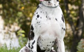 alano cane descrizione