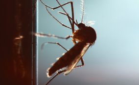 insetti zanzare vespe calabroni autunno estate eliminare allontanare