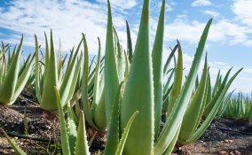 Aloe vera proprietà salute bellezza
