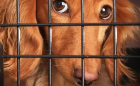 animali cane volo compagnia aerea vacanza informazioni suggerimenti