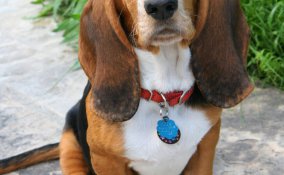 Basset Hound cane razza descrizione