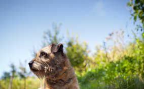 Border Terrie, cane, descrizione