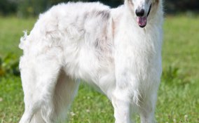 borzoi cane descrizione razza