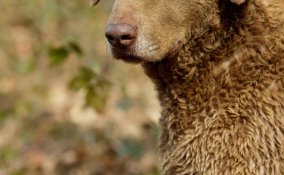 Chesapeake Bay Retriver cani caccia