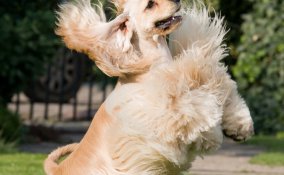 Cocker Spaniel Americano cani caccia
