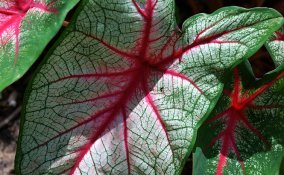 Caladio-piante-coltivazione