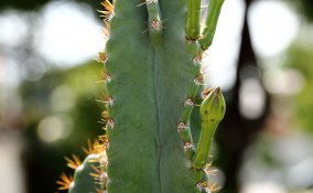 cactacee-cereali-pianta