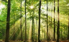 bosco, foresta, alberi, piante sogno