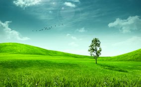 erba, campo, verde, giardino, natura