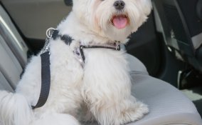cane cintura di sicurezza auto pericolo danni legislazione