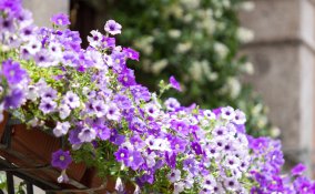 piante-balcone-fiori