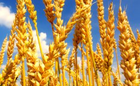 G.A.T. GAT GAS G.A.S. acquisto solidale eco-sostenibile biologico ecologia