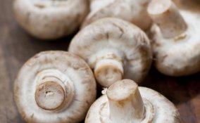 funghi consigli conservazione raccolta coltivazione casa autunno