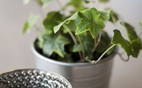 appartamento-edera-casa