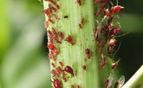 giardino orto parassiti insetti insetticida naturale ecologia