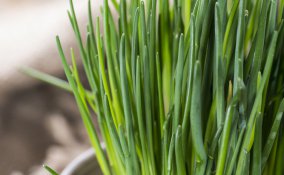 erba cipollina-coltivazione-pianta