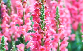 erica-pianta-giardino