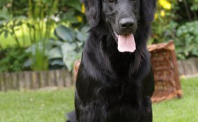 Flat-coated Retriever caccia