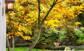 autunno-giardino-piante