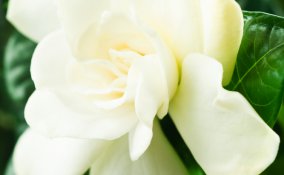 arbusti-gardenia-piante